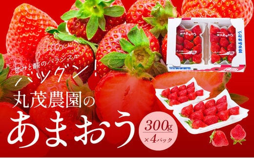 【2026年2月より順次発送】丸茂農園の福岡県産あまおう