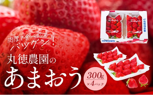【2026年2月より順次発送】丸徳農園の福岡県産あまおう
