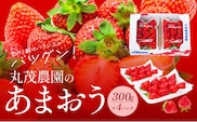【2026年2月より順次発送】丸茂農園の福岡県産あまおう