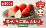 特別栽培 旬のいちご詰め合わせ （ふくおかエコ農産物） 約500g
