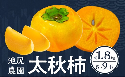 【10月発送】池尻農園 太秋柿 5玉～9玉 約1.8kg_Fk011