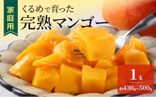 【2027年7月以降お届け】【家庭用】くるめで育った完熟マンゴー（1玉：約430～500g） _Fm009-01