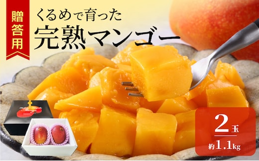 【2027年6月以降お届け】くるめで育った完熟マンゴー（2玉：約1.1kg） _Fm010-02-11