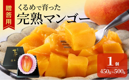 【2026年6月以降お届け】くるめで育った完熟マンゴー（1玉：約450～500g）_Fm015