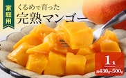 【2027年7月以降お届け】【家庭用】くるめで育った完熟マンゴー（1玉：約430～500g） _Fm009-01
