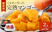 【2027年6月以降お届け】くるめで育った完熟マンゴー（2玉：約1.1kg） _Fm010-02-11