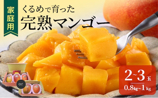 【2027年7月以降お届け】【家庭用】くるめで育った完熟マンゴー（2～3玉：約0.8～1kg）_Fm009-023