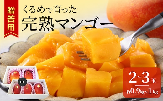 【2027年6月以降お届け】くるめで育った完熟マンゴー（2～3玉：約0.9kg～1kg）_Fm010-023-09