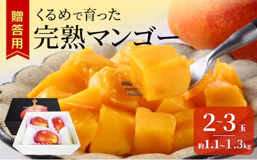【2027年6月以降お届け】くるめで育った完熟マンゴー（2～3玉：約1.1kg～1.3kg）_Fm010-023-11