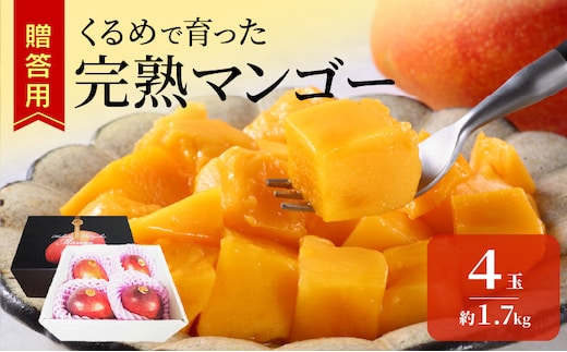 【2027年6月以降お届け】くるめで育った完熟マンゴー（4玉：約1.7kg）_Fm010-04