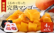 【2027年6月以降お届け】くるめで育った完熟マンゴー（4玉：約1.7kg）_Fm010-04