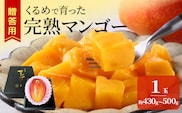 【2027年6月以降お届け】くるめで育った完熟マンゴー（1玉：約430～500g）_Fm010-01
