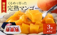 【2026年6月以降お届け】くるめで育った完熟マンゴー（3個：約1kg）_Fm013