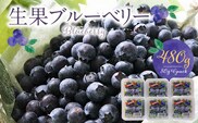 福岡県産　ブルーベリー生果　480g_Fx009