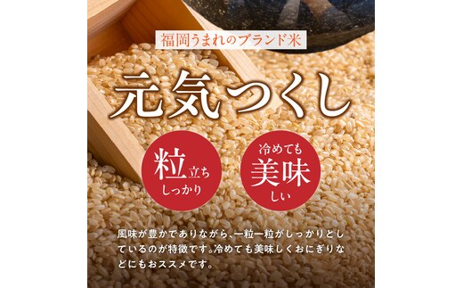 定期便4回】【令和8年産 新米】福岡県産ブランド米元気つくし 玄米
