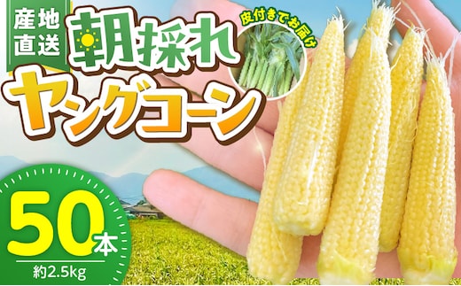 【2026年5月お届け】福岡県産 朝採れヤングコーン 50本 _Gv052