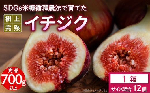 SDGs米糠循環農法で育てた樹上完熟イチジク秀品700g以上（サイズ混合12個）潰れにくいイチジク専用容器入り【産地直送2026年8月より順次出荷】_Gv040