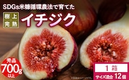 SDGs米糠循環農法で育てた樹上完熟イチジク秀品700g以上（サイズ混合12個）潰れにくいイチジク専用容器入り【産地直送2026年8月より順次出荷】_Gv040