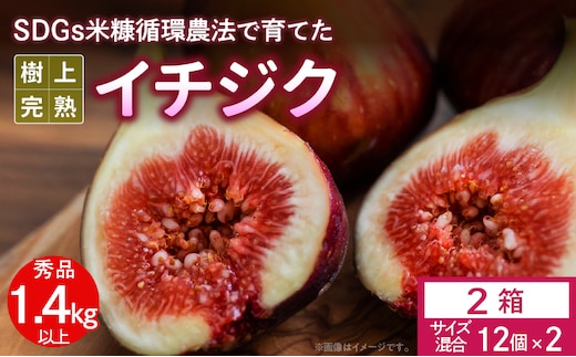 SDGs米糠循環農法で育てた樹上完熟イチジク秀品700g以上（サイズ混合12個）×2箱 潰れにくいイチジク専用容器入り【産地直送2026年8月より順次出荷】_Gv041