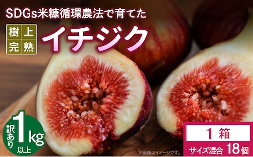 SDGs米糠循環農法で育てた樹上完熟イチジク 訳あり品1キロ以上（サイズ混合18個）【産地直送2026年8月より順次出荷】_Gv042