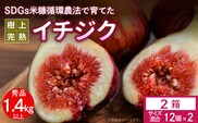 SDGs米糠循環農法で育てた樹上完熟イチジク秀品700g以上（サイズ混合12個）×2箱　潰れにくいイチジク専用容器入り【産地直送2026年8月より順次出荷】_Gv041
