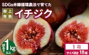 SDGs米糠循環農法で育てた樹上完熟イチジク　訳あり品1キロ以上（サイズ混合18個）【産地直送2026年8月より順次出荷】_Gv042