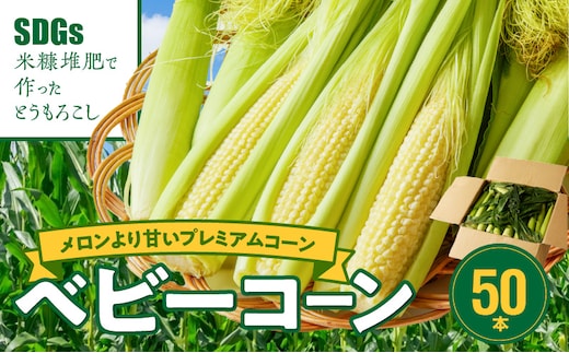 【ふくおかエコ農産物認証】農家直送！SDGs米糠堆肥で作ったベビーコーン50本【2026年5月より順次出荷】_Gv036