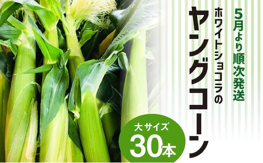 【2026年5月より順次発送】ホワイトショコラのヤングコーン 大サイズ30本_Gv038