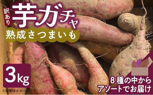 芋ガチャ訳あり 熟成さつまいも3kg_Gx052