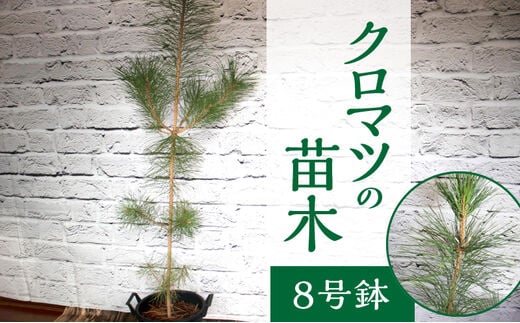 チーム田主丸『クロマツの苗木』