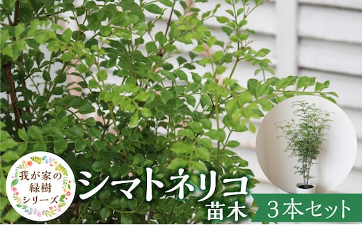 チーム田主丸【シマトネリコ苗木3本セット】_Hf037