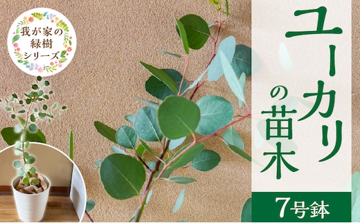 チーム田主丸『ユーカリ苗木７号鉢』 _Hf039