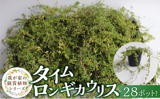 チーム田主丸『タイムロンギカウリス28ポット』 _Hf041