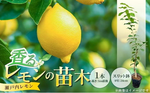 香るレモンの苗木 _Hf043