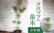 チーム田主丸『クロマツの苗木』