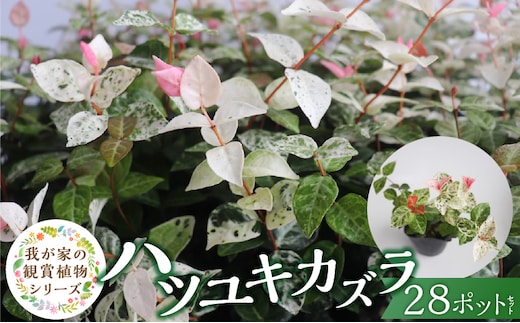 チーム田主丸『ハツユキカズラ28ポット』 _Hf042