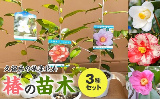 久留米の特産花卉 椿の苗木3種3本セット （椿2年生苗/高さ30cm前後）