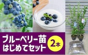 ブルーベリー苗２本 はじめてセット