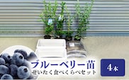 ブルーベリー苗４本　ぜいたく食べくらべセット