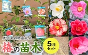 久留米の特産花卉　椿の苗木5種5本セット　（椿2年生苗/高さ30cm前後）