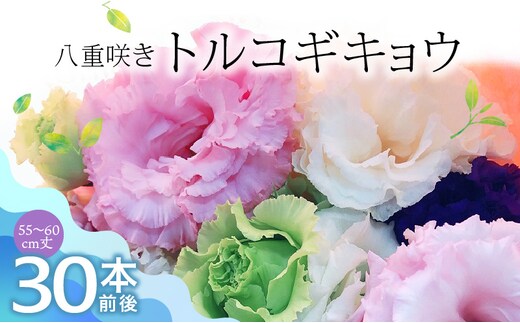 生花 八重咲きトルコギキョウ 60cm規格 30本前後_Hf023