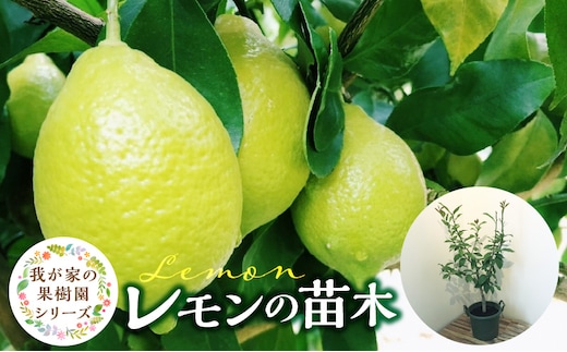 チーム田主丸『我が家の果樹園』シリーズ 【レモンの苗木】