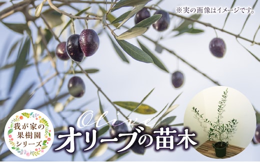 チーム田主丸『我が家の果樹園』シリーズ 【オリーブ】