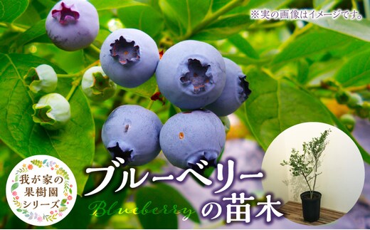チーム田主丸『我が家の果樹園』シリーズ 【ブルーベリー】