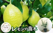 チーム田主丸『我が家の果樹園』シリーズ　【レモンの苗木】