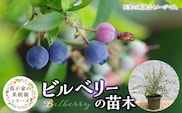 チーム田主丸『我が家の果樹園』シリーズ　【ビルベリー】