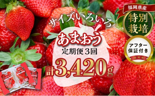 【定期便 3回】うるう農園の特別栽培あまおう サイズ色々4パック1140g×3回