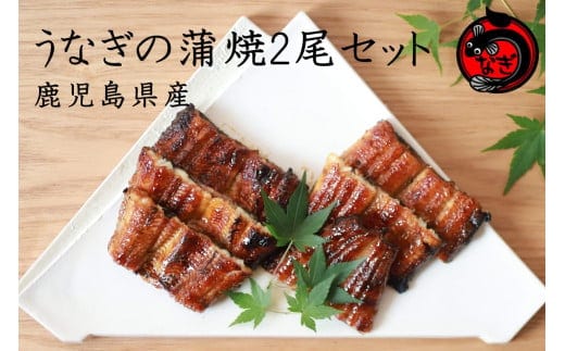 鹿児島産うなぎの蒲焼2尾セット【B7-032】