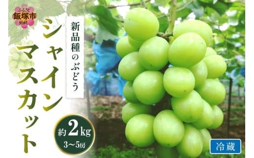 シャインマスカット(ぶどう)約2kg＜2026年9月から発送開始分先行予約＞【C-177】