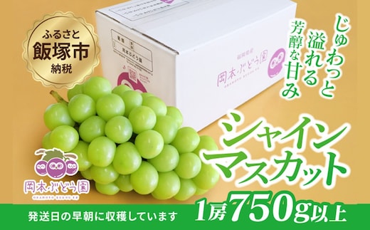 シャインマスカット 約750g【A5-542】